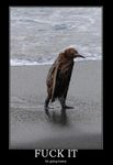  beach image_macro motivational_poster oil_spill penguin sand seaside water 