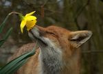  cute daffodil eyes_closed feral flower fox fur mammal markings nature non-anthro orange_fur photo real red_fox sniffing white_fur 