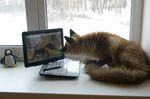  canine computer digitigrade female feral fox foxsvir jungledyret_hugo laptop penguin photo real rita the_truth winter 