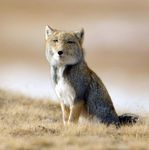  animal expression feral fox mammal photo real tibetan_fox unimpressed unknown_artist 