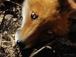  2010 canine culpeofox feral fox photo real solo 