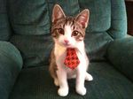  adorable ambiguous_gender animal business cat chair collar corporate cute feline feral houndstooth kitten looking_at_viewer mister_kitten real solo tie unprofessional_behaviour 