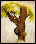  2010 canine culpeofox feral fox solo tree 