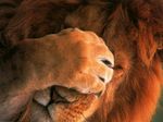  facepalm facepaw feline feral funny lion photo real solo 