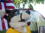  coyote drugs fursuit hookah mammal merkindesr real smokin 