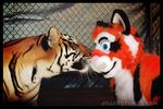  cat cute feline feral fursuit jill0r kissing male mammal real stripes tiger 