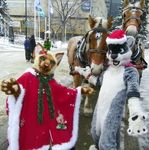  anthro black_sclera blue_eyes cape cat christmas costume cute equine feline female feral fur fur_trim fursuit gingerbread_man grey_fur hat holidays horse looking_at_viewer male mammal pawpads pine_tree real santa_hat siamese snow street unknown_artist why winter xmas 