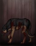  abuse animal animal_abuse avenegeus blood canine cuts dog feral german_shepherd guro pain scratch solo 