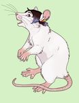 ear_piercing earring feral male mammal mouse non-anthro piercing rat rodent solo ziggy 