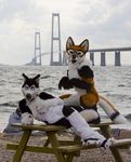  blue_eyes bridge canine dog fox furryfoxfur fursuit husky looking_at_viewer male mammal noblewolf ocean outside photo pose real scenic scribblefox sea water 