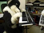  fox fursuit keyboard mammal musical_instrument netiel real solo 
