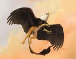  amber_hill avian balls feral flying gryphon male solo vantid wings 