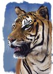  feral mammal non-anthro portrait rate114 solo tiger 