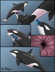  animal cetacean dolorcin female feral human internal interspecies male marine orca pussy size_difference unbirthing vore zoo 