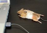  computer displacement feral mouse photo real rodent tail taxidermy the_truth usb usb_compatible what 