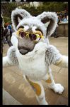  canine dog eyewear fursuit husky looking_at_viewer male mammal real solo sunglasses unknown_artist 