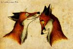 2010 canine culpeofox eyes_closed feral fox licking tongue 