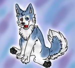  blue canine cute dog husky solo 