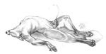  balls black_and_white blotch canine canine_penis claws cum cumshot fluffy_tail fox greyscale hindpaw knot lying male mammal masturbation monochrome nude on_back orgasm pawpads paws penis plain_background sketch solo white_background 