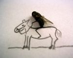  equine fly horse horsefly insect mammal mixed_media pencils unknown_artist 