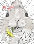  animal bunny close-up feral flower japanese_text lagomorph mammal mouth_hold new_year no_humans non-anthro plain_background rabbit solo text usa white_background 
