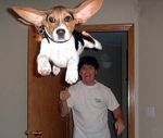  animal beagle canine dog door feral flying gtfo human long_ears real 