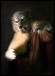  fangs fursuit looking_at_viewer mammal photo pouncing qarrezel real realistic robes wolf 
