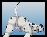  balls butt canine cute dalmatian dog male mammal nude penis presenting presenting_hindquarters raised_tail solo tail tongue vamplust 