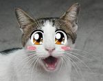  anime blush cat feline happy shopped solo what 