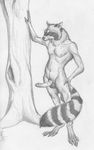  becky_short erection greyscale male mammal monochrome nude penis raccoon solo standing 