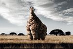  fat giraffe photo solo unknown_artist 