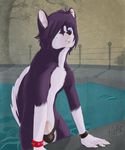  background blue_eyes canine detailed_background dog facial_piercing fur hair husky lip_piercing male mammal penis piercing pool purple_body purple_fur purple_hair ransom sky solo swimming_pool thong tictac tree uncut water wood 