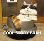 awesome bell bro cat collar cool cool_cat cool_story cool_story_brah cool_story_bro deal_with_it english_text eyewear feline feral funny humor image_macro lol lolcat lulz mammal non-anthro photo reaction_image real relaxing story sunglasses text unknown_artist 