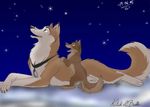  2005 balto balto_(film) canine couple cub dog feral grey_eyes husky hybrid kitok looking_up lying male night outside pample snow stars tail winter wolf yellow_eyes 