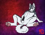  2010 balls canine canine_penis collar dog feralityillustration knot malamute male nude penis solo spread_legs spreading 
