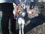  canine dog feral human mammal not_furry photo real shikoku_inu underwolf 