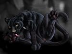  4:3 black black_fur dark feline female feral fur licking mammal non-anthro panther pussy solo spera spread_legs spreading tongue wallpaper 