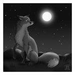  ambiguous_gender black_and_white canine feral fox monochrome moon night sad solo stars tani_da_real 