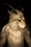  canine fangs fursuit horn horns hybrid mammal photo qarrezel real solo wolf 