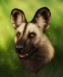  2010 african_wild_dog canine darkicewolf dog feral non-anthro realistic solo 