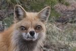  derp fox mammal solo special teeth ugly unknown_artist 