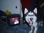  canine dog husky looking_at_viewer meme mess open_mouth red_eyes room smile.dog surprise television tongue 