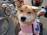  bike canine dog feral hi_res mammal photo real shiba_inu unknown_artist wallpaper 