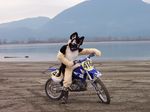  2007 canada dirtbike dog fursuit german german_shepherd hi_res male mammal motorcycle nature nitroshep outside photo real solo unknown_artist vehicle wilderness 