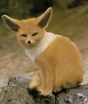  aliceindistortion canine eevee fennec fox looking_at_viewer photomorph pok&eacute;mon realistic rock solo 