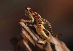  feline female karol_pawlinski shadowsquirrel solo tiger 