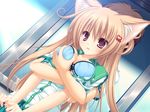  1boy 1girl animal_ears bra breast_grab breasts brown_hair cat_ears catgirl embrace game_cg grabbing hair_ornament highres hug lingerie mikagami_mamizu neko_koi neko_koi! purple_eyes ryuudou_misaki underwear 