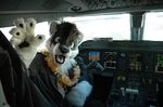  airplane amran black_hair cockpit foxcat fursuit green_eyes hair hybrid looking_at_viewer male pilot real scar short_hair solo unknown_artist 