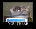  animal brown cub feral looking_at_viewer motivational_poster nest otter real scale 