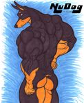  biceps big black black_fur brown_fur butt canine doberman dog fur male mammal muscles nude nudog pose solo standing 